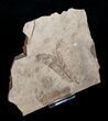 Metasequoia Occidentalis Fossil - Cache Creek #4139-2